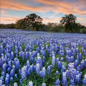 Meet your Posher, Texas Lady